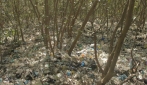 Mahasiswa UGM Dorong Kesadaran Masyarakat Lestarikan Mangrove Wonorejo