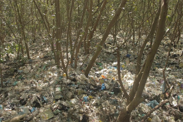 Mahasiswa UGM Dorong Kesadaran Masyarakat Lestarikan Mangrove Wonorejo