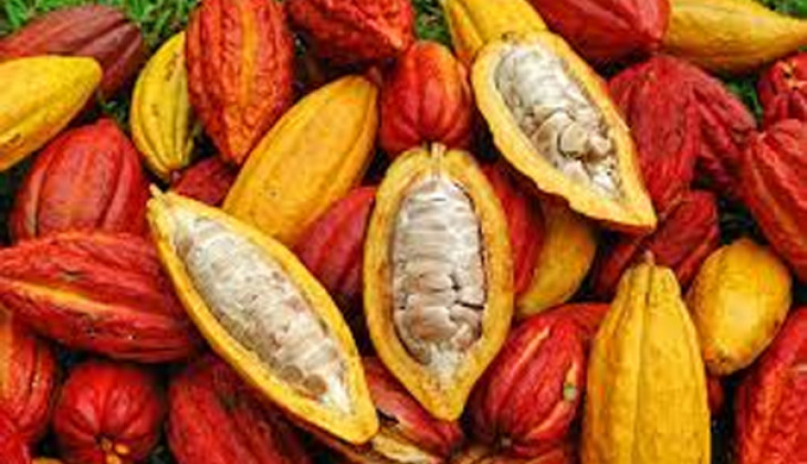 ilustrasi kakao (foto: ditjenbun.pertanian.go.id)