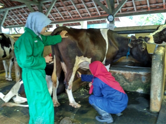 Limbah Kulit Kakao Berkhasiat Cegah Masitis pada Sapi Perah
