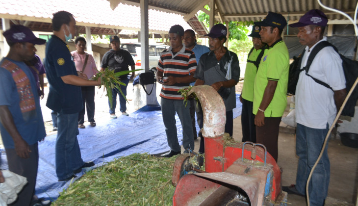 UGM Melatih Warga Papua Budidaya Ternaka Sapi