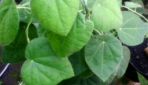 Ilustrasi daun cincau hijau (tokopedia.com)