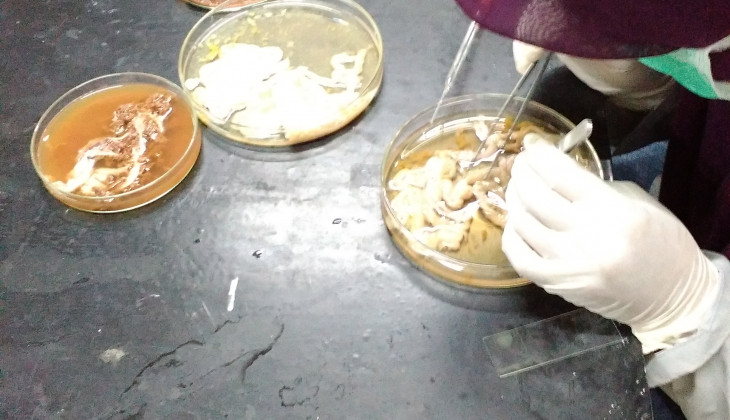 Inventarisasi parasit pada reptil dan amfibi