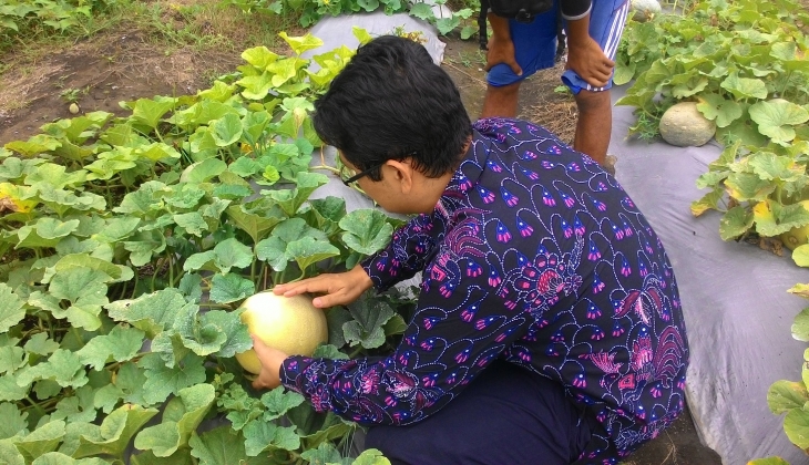 UGM Sosialisasi Melon Tacapa pada Petani Ngombol Purworejo