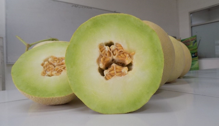 UGM Sosialisasi Melon Tacapa pada Petani Ngombol Purworejo