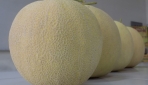 UGM Sosialisasi Melon Tacapa pada Petani Ngombol Purworejo