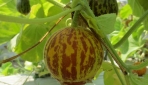 Fakultas Biologi Mengembangkan Melon Sebagai Bahan Anti Nyamuk  