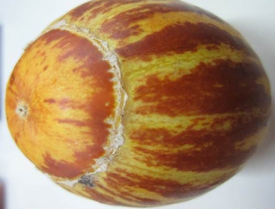 Fakultas Biologi Mengembangkan Melon Sebagai Bahan Anti Nyamuk  