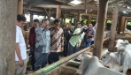 Indonesia Bisa Swasembada Daging Sapi dalam 10 Tahun Mendatang