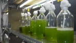 Peneliti UGM Kembangkan Mikroalga Strain Lokal Sebagai Bioenergi