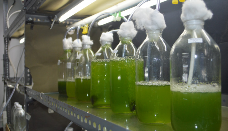 Peneliti UGM Kembangkan Mikroalga Strain Lokal Sebagai Bioenergi