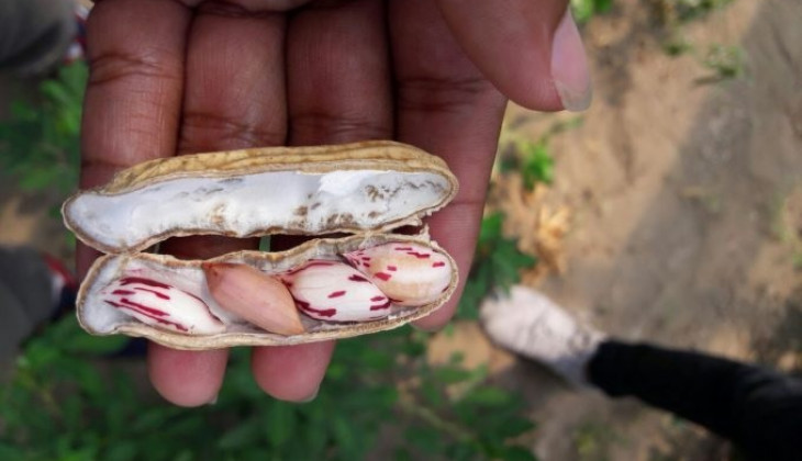 Fakultas Biologi UGM Kembangkan Kacang Tanah Unggul