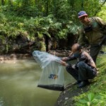 Jaga Kelestarian Lingkungan, UGM dan STP Tebar 20 Ribu Benih Ikan Sidat di Sungai Boyong