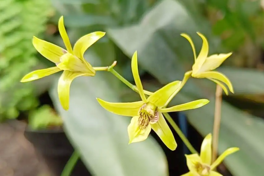 洋書 Orchid Species Culture : Dendrobium Orchid Species Culture: Dendrobium: Baker, Charles O., Baker