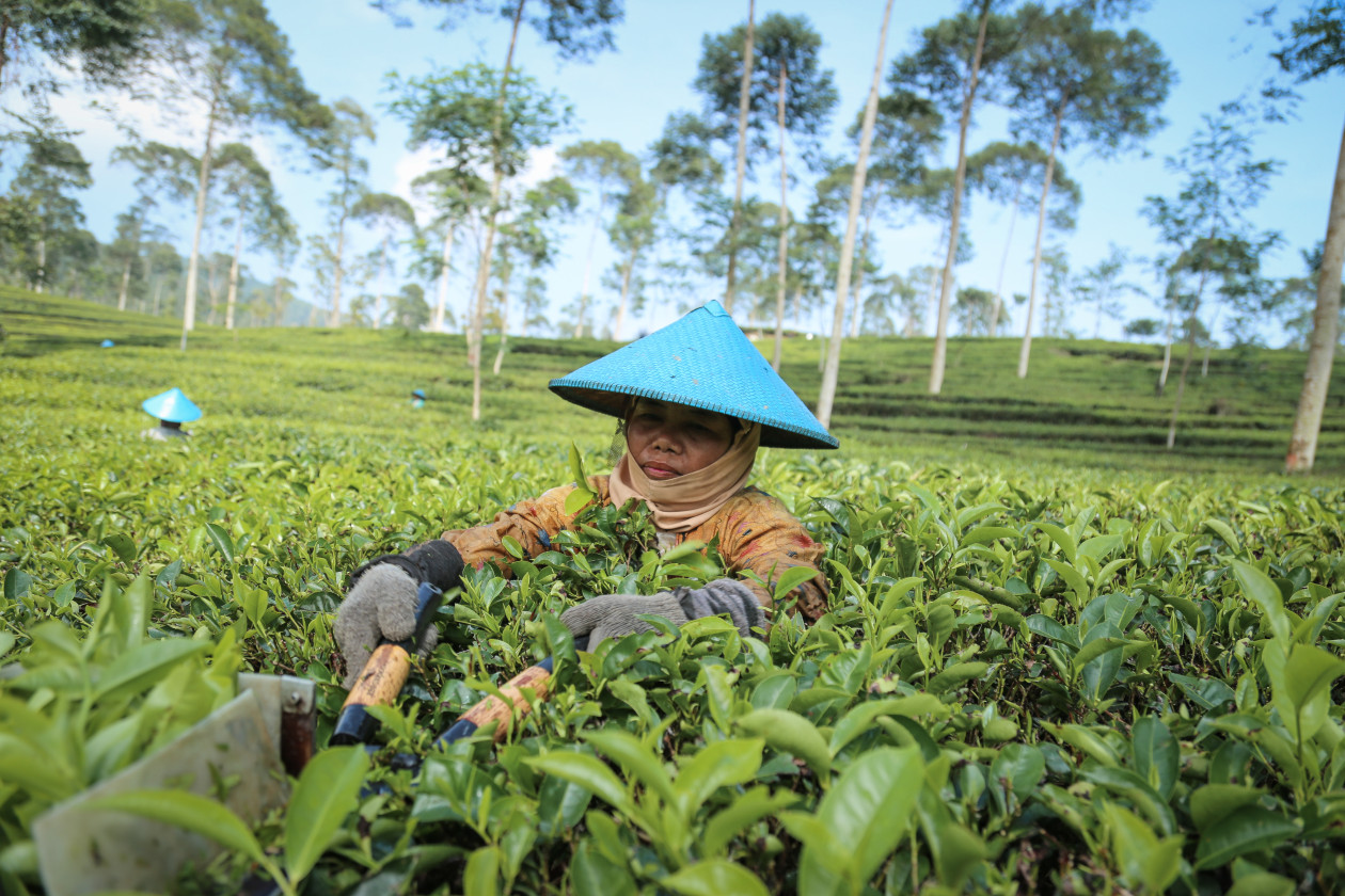 Wins 4 Awards at National Tea Festival