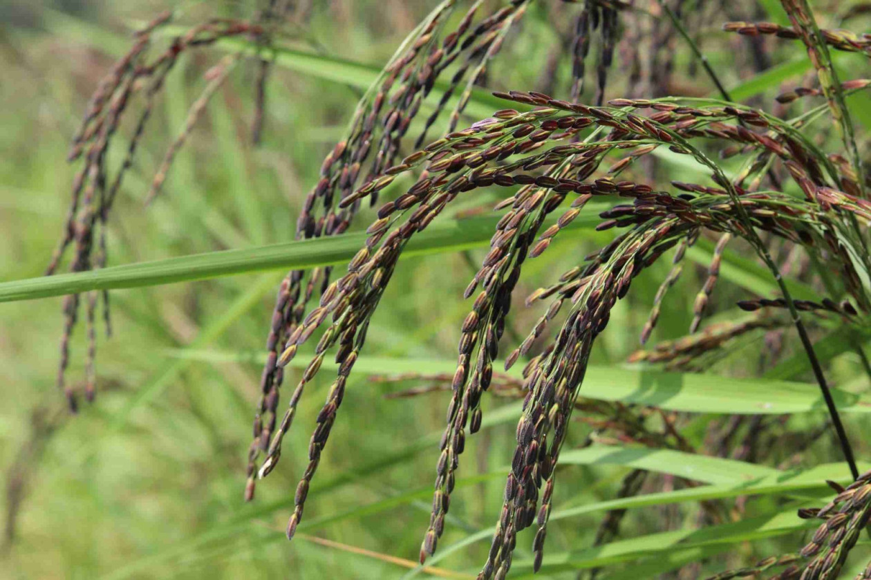 a local Indonesian variety