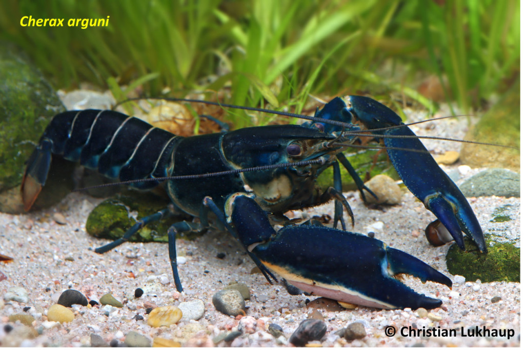 New Freshwater Lobster Species in West Papua