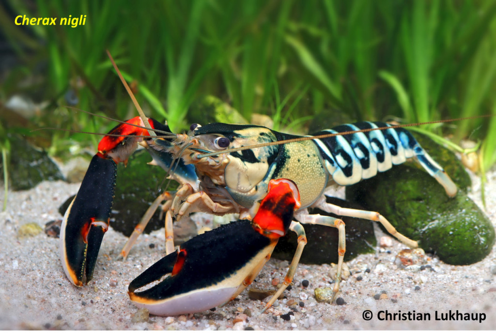 New Freshwater Lobster Species in West Papua