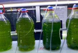 microalgae
