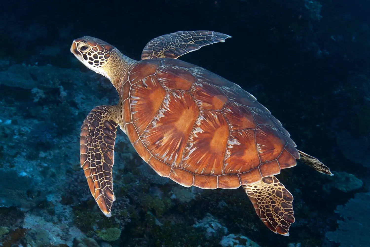 conservation efforts
