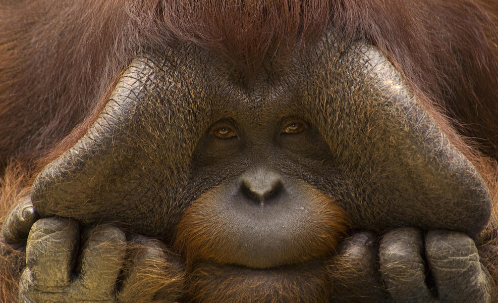 Orangutan