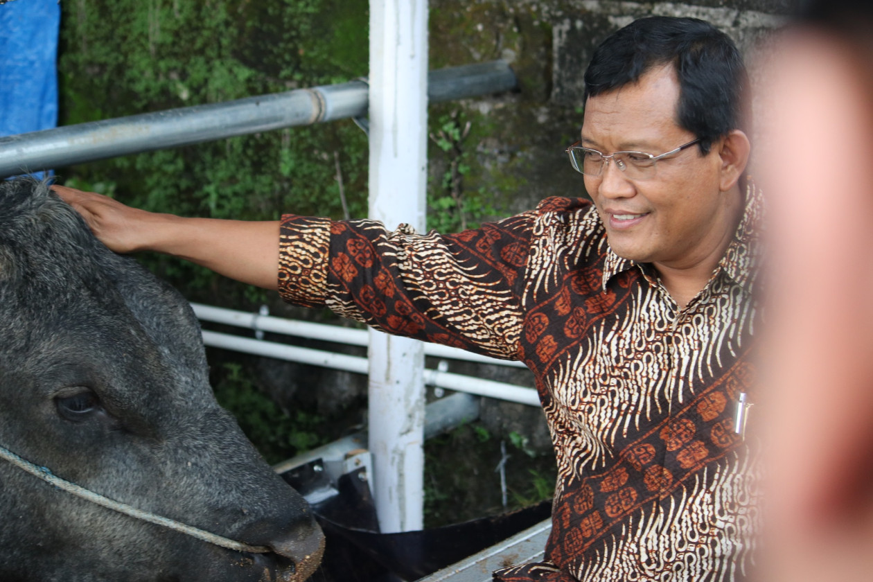 Gama Cattle