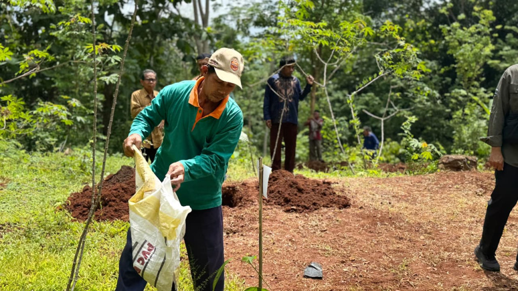 UGM alumni planted 1,200 cocoa seedlings in Dlingo, Bantul, to strengthen community-based agroforestry and sustainable forest management.