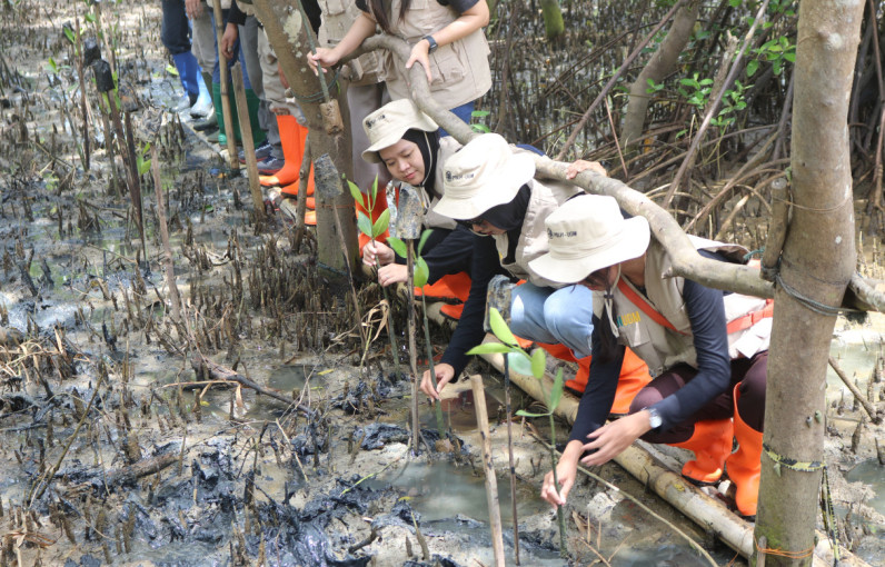 UGM’s Environmental Studies Center rehabilitates mangroves in Patikang Village, Pandeglang, to boost marine biodiversity, disaster mitigation, and ecotourism.