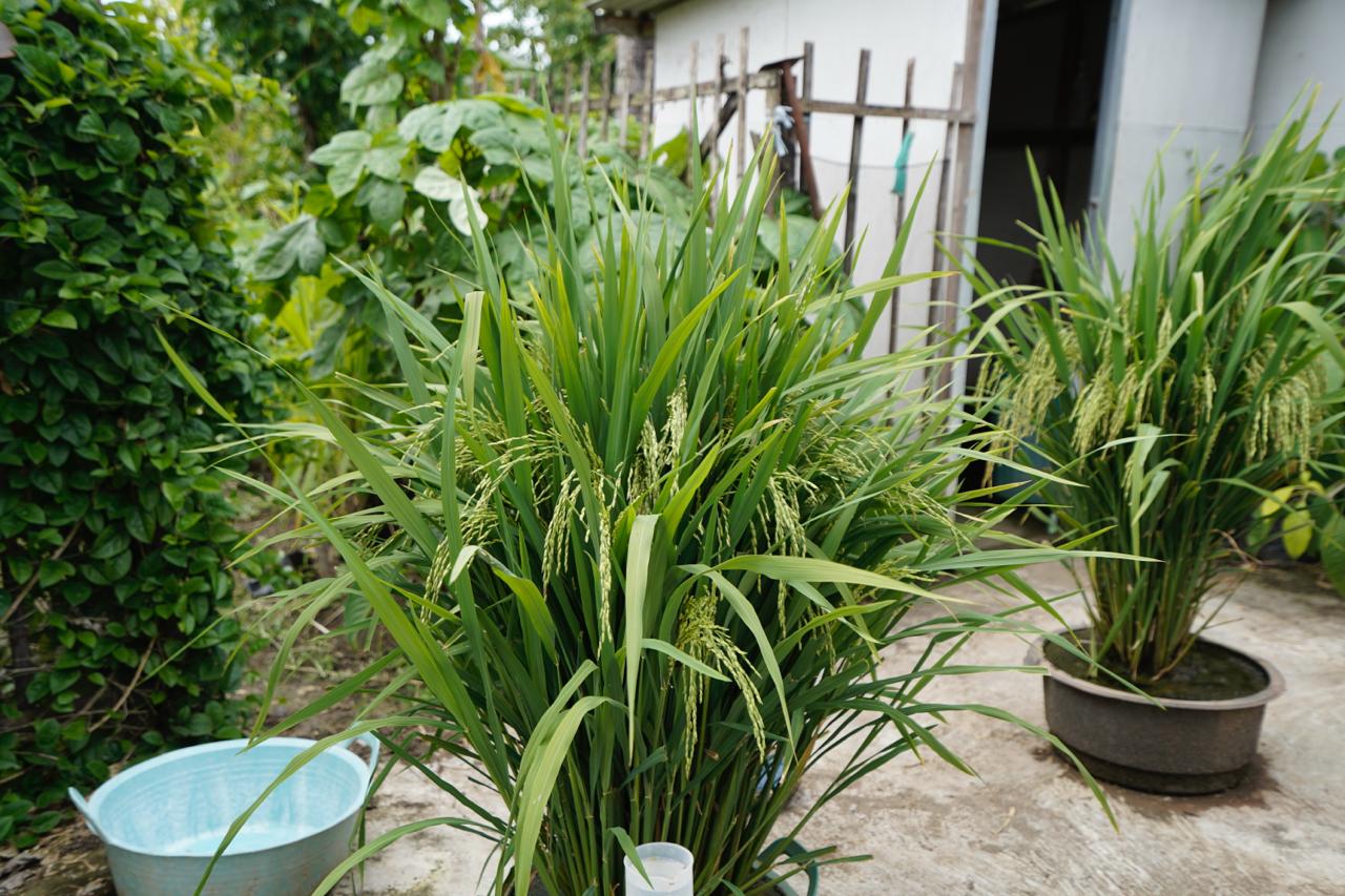 UGM researchers develop a geomembrane-based irrigation system to improve water efficiency and boost rice productivity in dryland areas such as Gunungkidul.