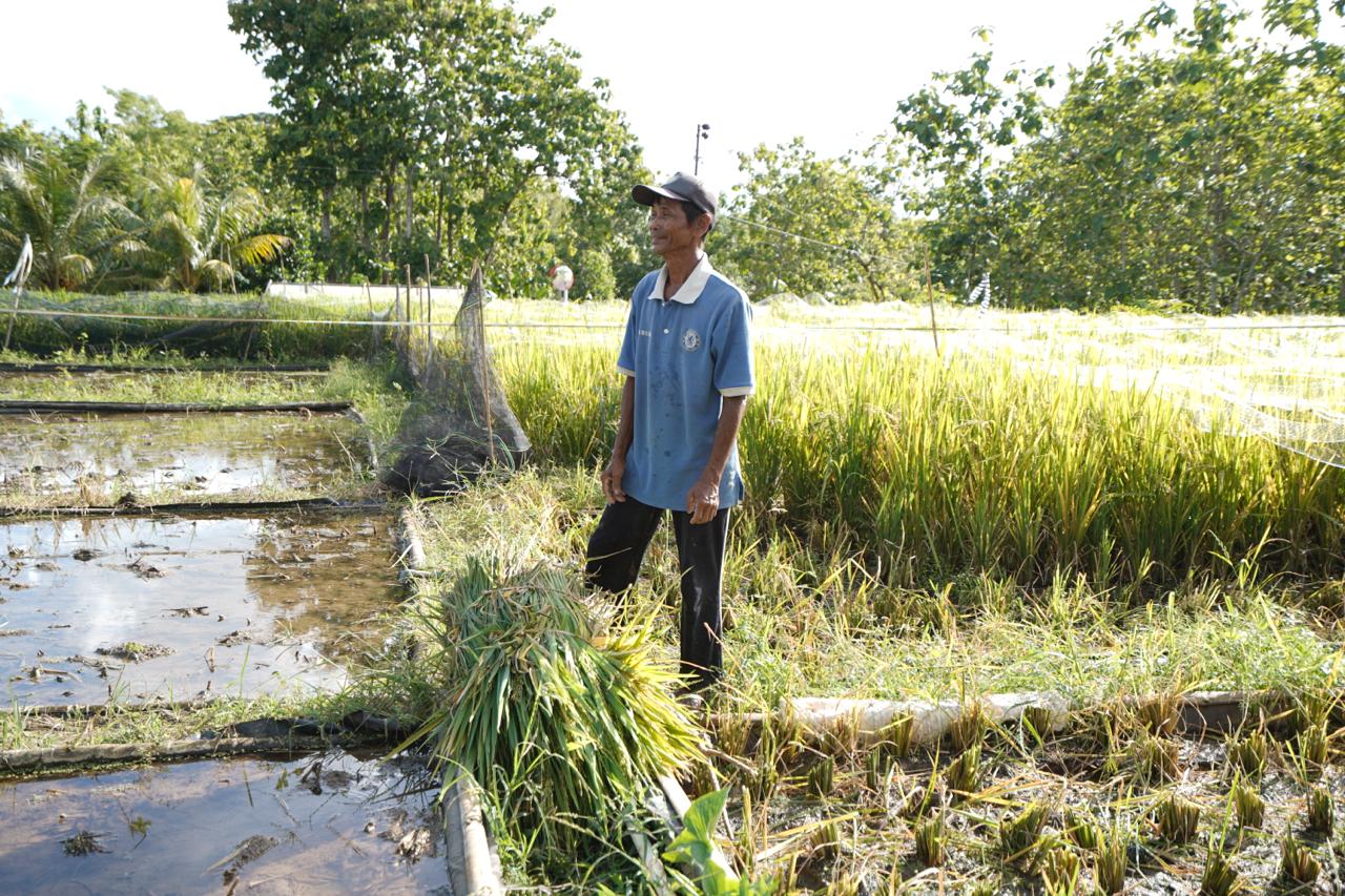 Geomembrane-Based Irrigation System to Boost Rice Farming in Dryland Areas