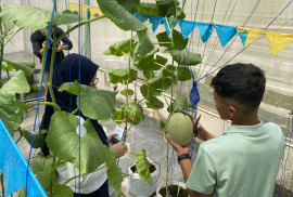 Premium hydroponic melon research supports sand-land farmers, boosts productivity, and develops value-added products for food resilience.