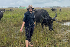 UGM research explores sustainable buffalo production systems in Gayo, Tapanuli, and Kalimantan to support national food self-sufficiency.