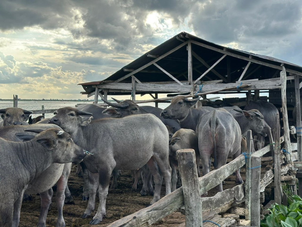 UGM research explores sustainable buffalo production systems in Gayo, Tapanuli, and Kalimantan to support national food self-sufficiency.