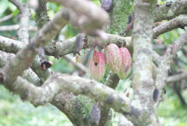 Indonesia’s cocoa productivity continues to fall as UGM expert urges stronger replanting, superior seedlings, and sustainable pest control.