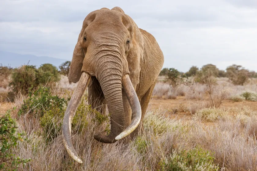 The death of Craig the elephant at 54 highlights successful conservation in Kenya, while UGM experts urge stronger habitat protection in Indonesia.