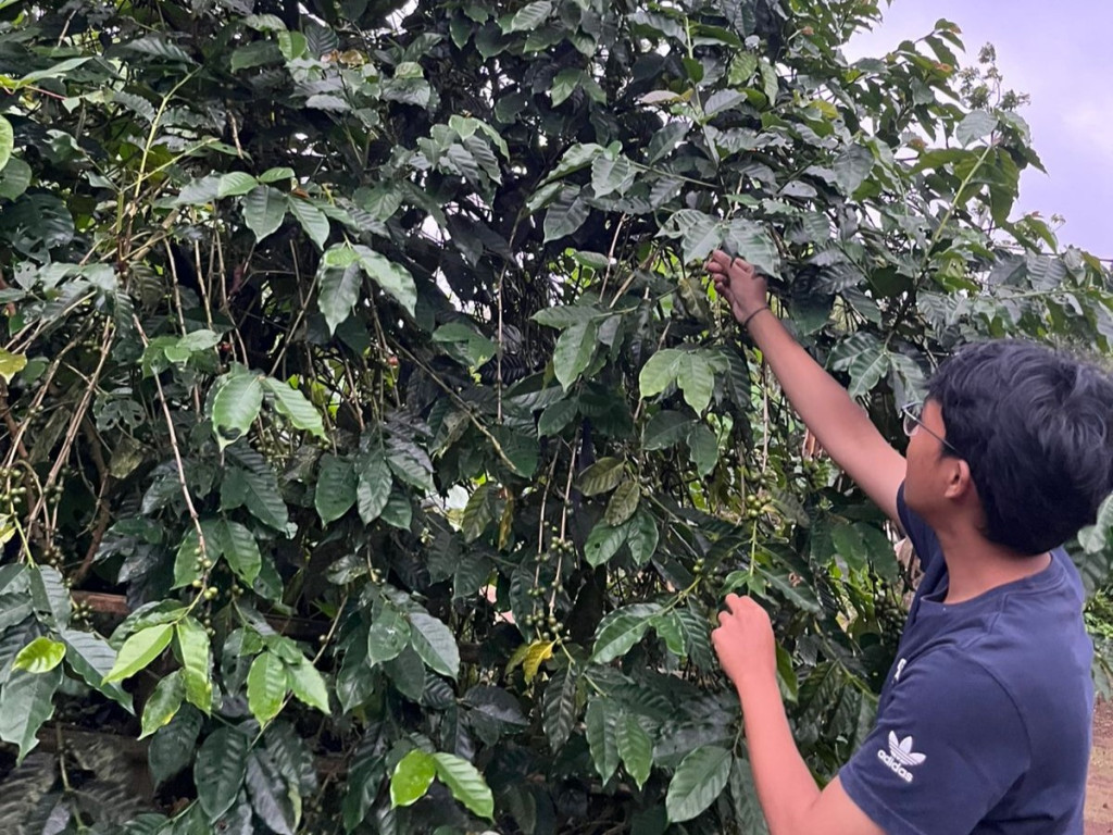 UGM community service students work with farmers to develop coffee in Kledung Village, Pacitan.