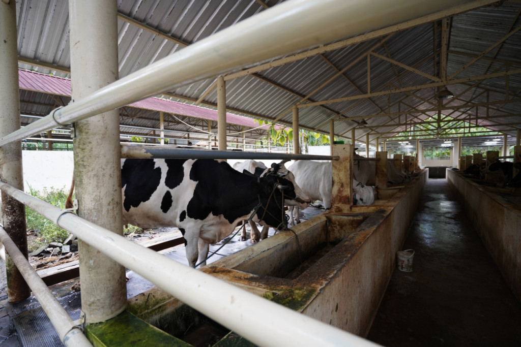 Cattle at UGM SMART Veterinary Teaching Farm symbolizing industry-supported veterinary education and research.