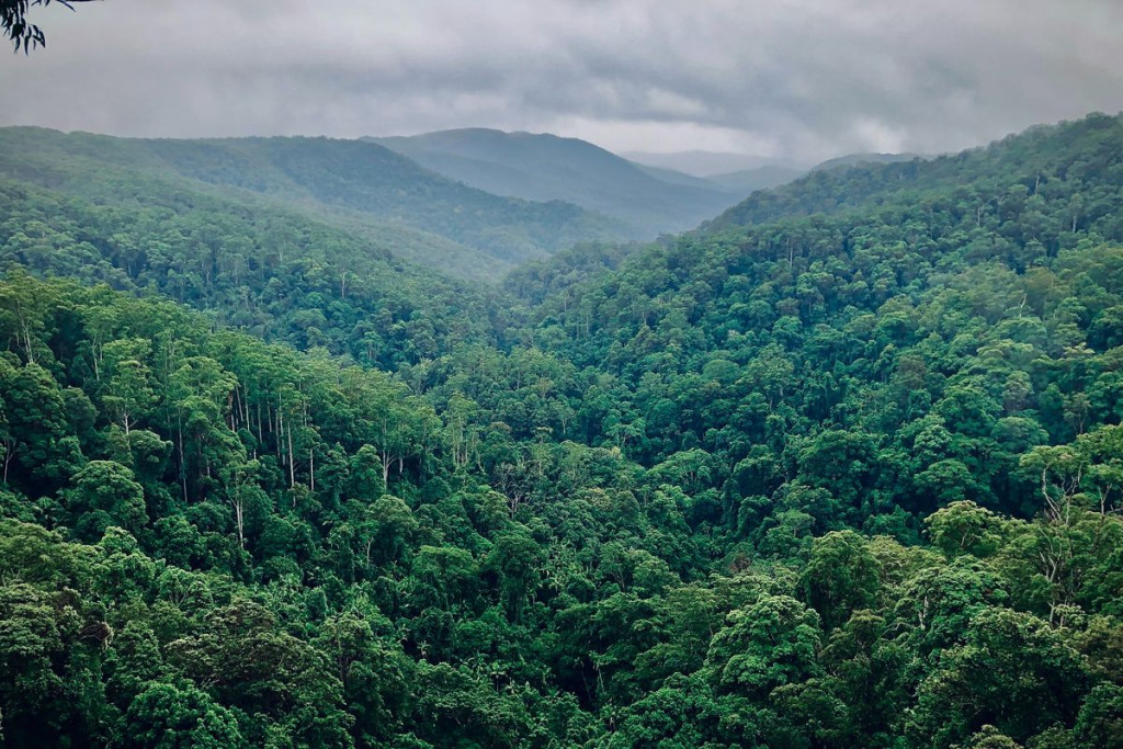 Indonesian forest landscape illustrating the country’s rich biodiversity