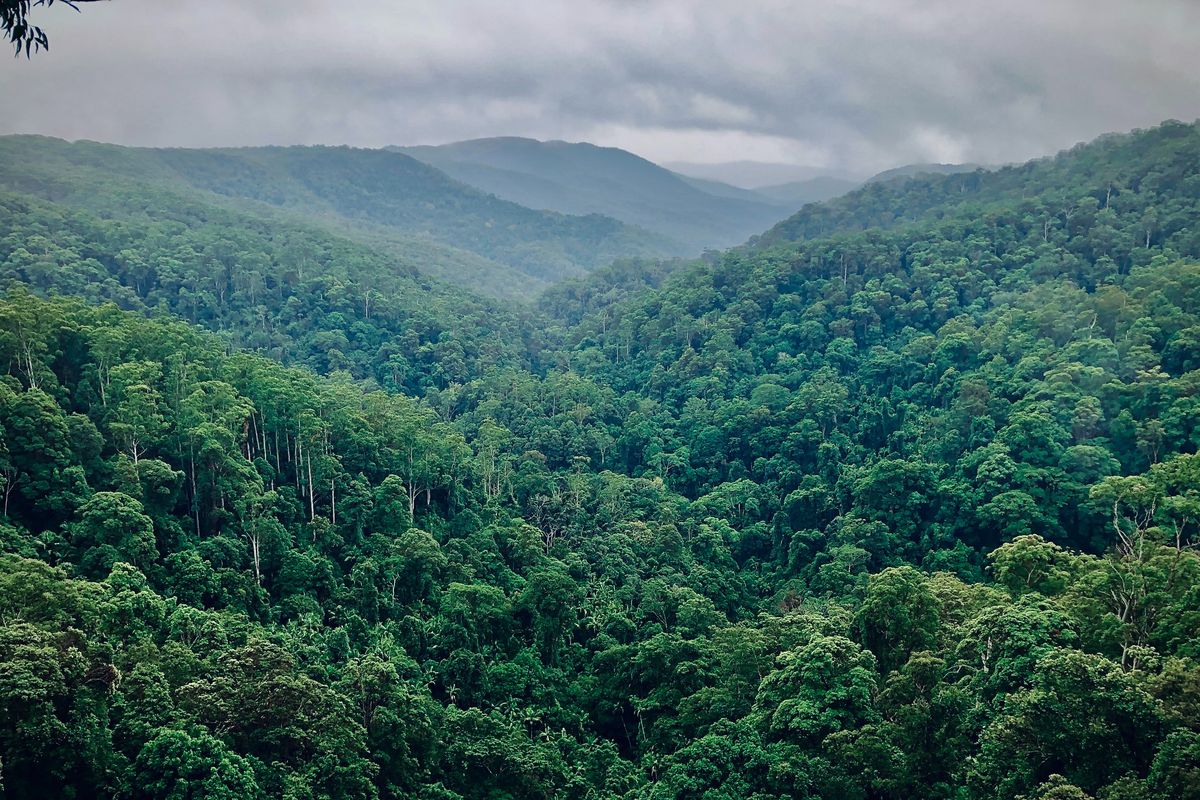 Indonesian forest landscape illustrating the country’s rich biodiversity
