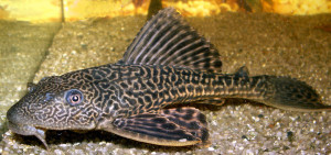 Suckermouth catfish close-up in water
