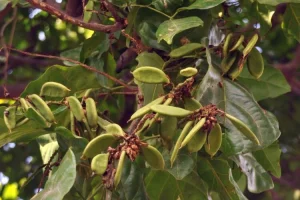 Nyamplung and Malapari Oil Considered Potential Renewable Energy Sources