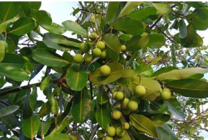 Nyamplung and Malapari Oil Considered Potential Renewable Energy Sources