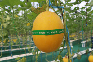 Premium melons grown at Madania Greenhouse support the boarding school’s financial independence.
