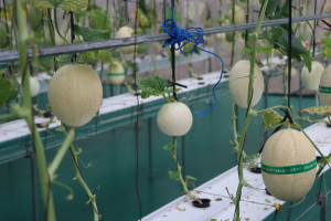 Premium melons grown at Madania Greenhouse support the boarding school’s financial independence.