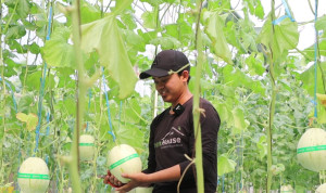 Students at Madania Islamic Boarding School harvest premium melons cultivated through UGM research assistance.
