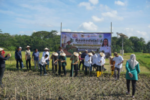 UGM researchers and farmers participate in the Bangkit Kedelai Yogyakarta soybean planting movement in Sleman.