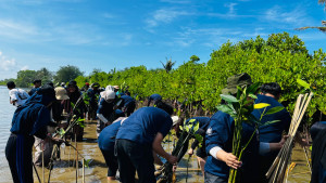 UGM students and volunteers planting mangrove seedlings along the Jangkaran coast in Kulon Progo.