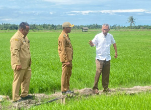 UGM researchers and KAGAMA East Kalimantan conduct a field trial of Gamagora 7 rice in Penajam Paser Utara.