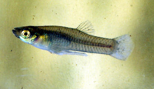 Invasive fish species in Indonesia’s freshwater ecosystems.