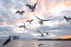 A flock of migratory birds flies over coastal ecosystems during migration season.
